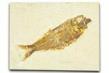 Detailed Fossil Fish (Knightia) - Wyoming #367462-1